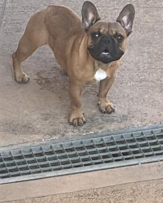 Cucciolo di bulldog francese con PEDIGREE ENCI
