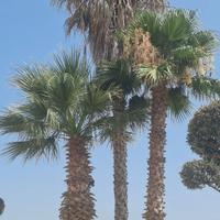 Palme Washingtonia da estirpare Varie Misure