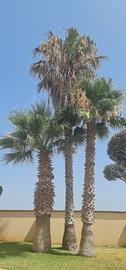 Palme Washingtonia da estirpare Varie Misure