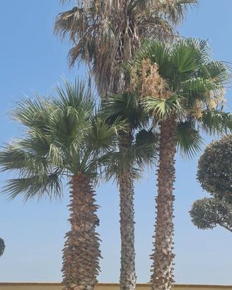 Palme Washingtonia da estirpare Varie Misure