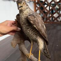 Uccelli tassidermizzati Falco