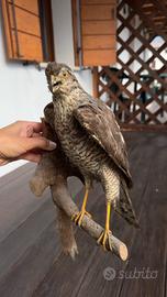 Uccelli tassidermizzati Falco