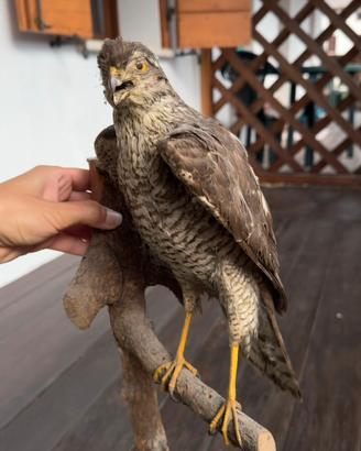 Uccelli tassidermizzati Falco