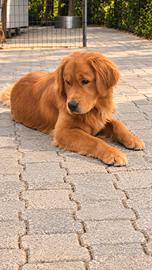 Golden Retriever Americano disponibile per monta