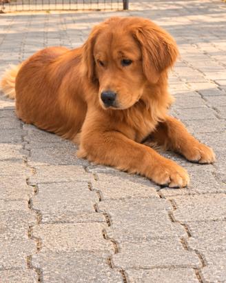 Golden Retriever Americano disponibile per monta