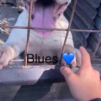 Troviamo casa per Sasha & Blues