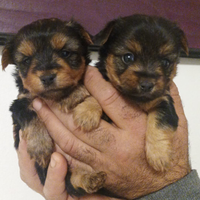 Cuccioli Yorkshire terrier