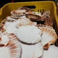 Gusci capesante per cucina e hobby vari