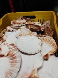 Gusci capesante per cucina e hobby vari