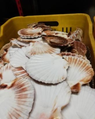 Gusci capesante per cucina e hobby vari