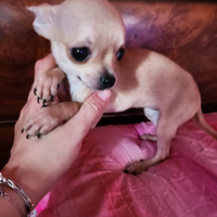 Chihuahua femmina mini toy