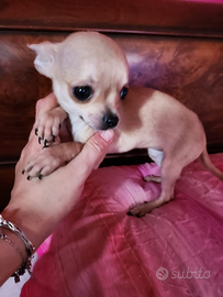 Chihuahua femmina mini toy