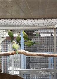 Roselle, gropponi,monaci, bourke,prugna e pyrrhura