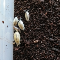 Isopodi Porcellio laevis white