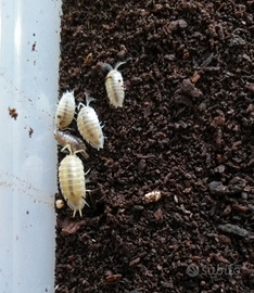Isopodi Porcellio laevis white