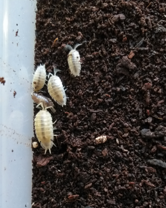 Isopodi Porcellio laevis white