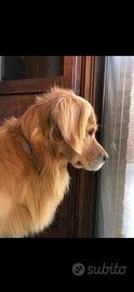 Golden Retriever per monta - 100% americano