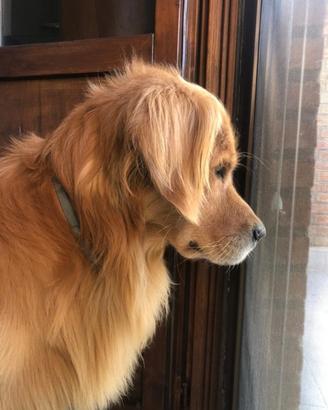 Golden Retriever per monta - 100% americano