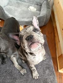 Cuccioli Bulldog Francese Blu o Merle