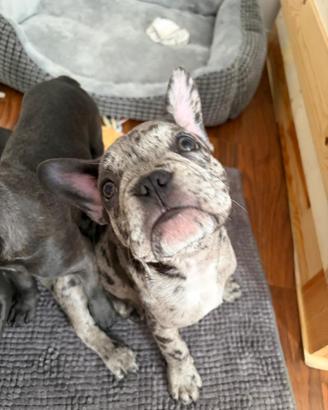Cuccioli Bulldog Francese Blu o Merle