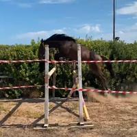Cavallo