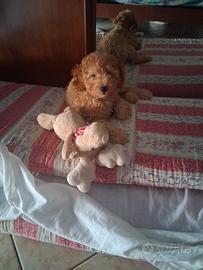 cucciolo di barboncino nano