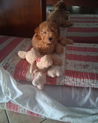 cucciolo di barboncino nano