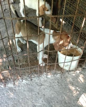 Cuccioli di Beagle