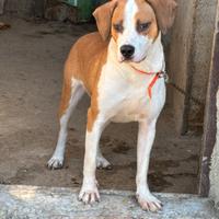 Incrocio segugio maremmano