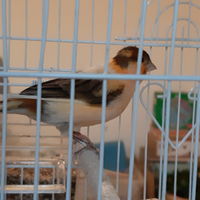 Canarini maschi giallo/marrone e giallo