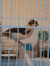 Canarini maschi giallo/marrone e giallo