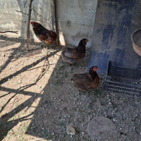 Galline
