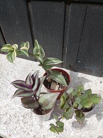 Tradescantia starter kit 3 piantine