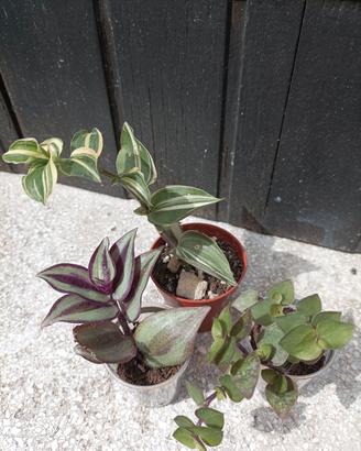 Tradescantia starter kit 3 piantine