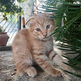 Gattino scottich foold