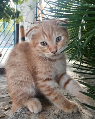 Gattino scottich foold