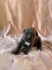 Cucciola di Amstaff - nata 21.08.2026