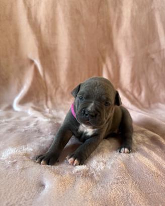 Cucciola di Amstaff - nata 21.08.2026
