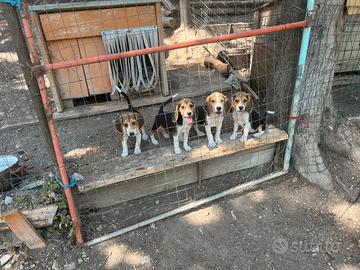 Cucciole di beagle con pedigree