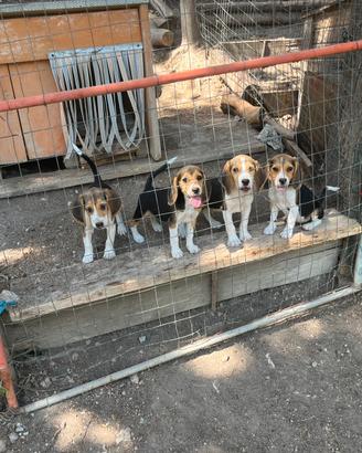 Cucciole di beagle con pedigree