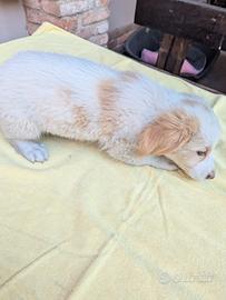 Corgi non puro