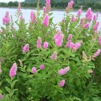 pianta Spirea Biliardii Triumphans 30  40 spazzole