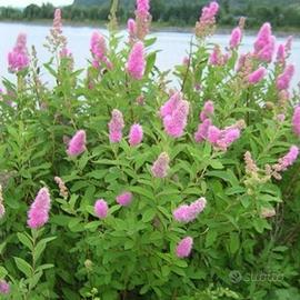 pianta Spirea Biliardii Triumphans 30  40 spazzole