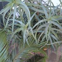 Aloe Arborescens Padre Zago e Aloe Vera biologiche