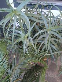 Aloe Arborescens Padre Zago e Aloe Vera biologiche