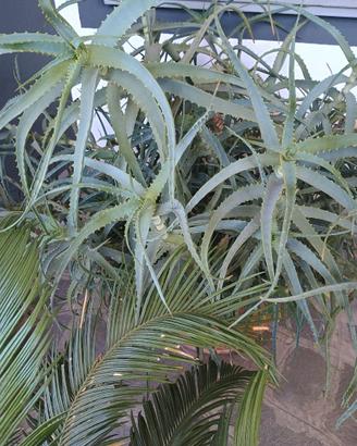 Aloe Arborescens Padre Zago e Aloe Vera biologiche