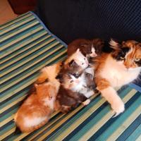 Gattini cuccioli Scottish straight