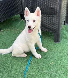Siberian Husky com pedigree enci