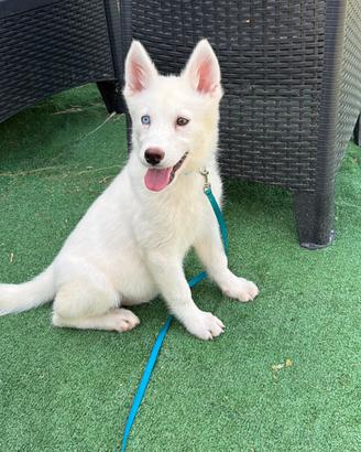 Siberian Husky com pedigree enci