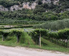 Vigneto Nago-Torbole